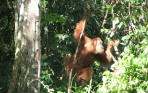 Ein Orang-Utan-Männchen klettert in einem Baum.