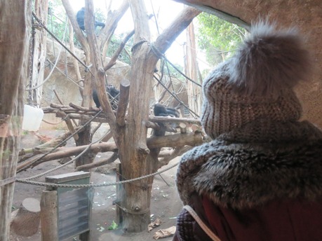 Eine Schülerin beobachtet Affen im Leipziger Zoo.
