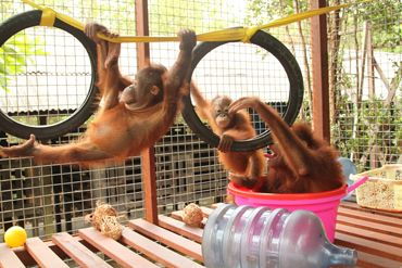 Drei junge Orang-Utans klettern auf dem Spielplatz der Auffangstation.