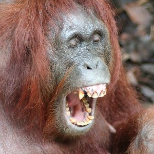 Ein erwachsener Orang-Utan gähnt und zeigt dabei seine Zähne.
