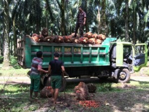 Einige Arbeiter stehen vor einem mit Palmölfrüchten beladenen LKW.