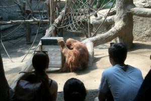 Einige Menschen schauen durch eine große Glasscheibe in das Orang-Utan-Gehege im Zoo Leipzig.