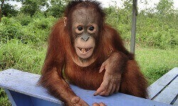 Ein junger Orang-Utan in Nahaufnahme.