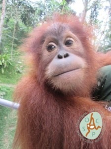 Porträtfoto eines jungen Orang-Utans namens Gokong.