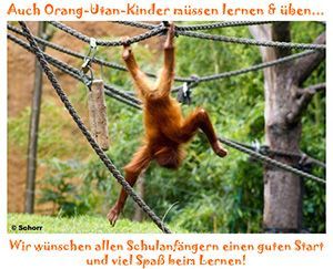 Ein Bild von einem jungen Orang-Utan, der sich kopfüber mit den Füßen an einem Seil hält.