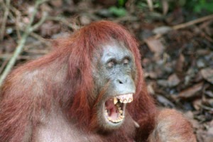 Ein gähnender Orang-Utan, der seine Zähne zeigt.