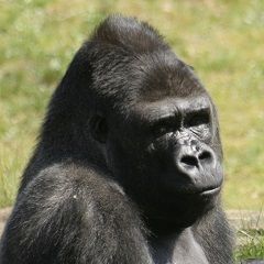 Portraitfoto eines Gorillas.