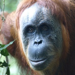 Porträtfoto eines Orang-Utans.