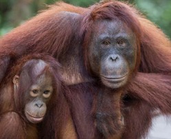 Eine Orang-Utan-Mutter und ihr Kind schauen in die Kamera.