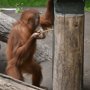 Ein kleiner Orang-Utan benutzt einen Stock als Werkzeug.