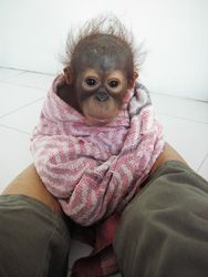 Ein junger, in ein Handtuch eingewickelter Orang-Utan schaut in die Kamera.