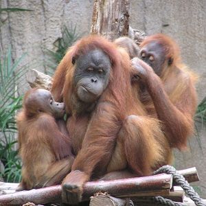Das Bild zeigt eine Orang-Utan-Mutter mit ihrem kleinen Kind, das gerade an ihrer Brust trinkt. Die Mutter lässt sich am Rücken von einem anderen Orang-Utan das Fell pflegen.