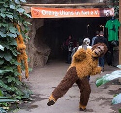 Ein Mensch im Orang-Utan-Kostüm im Leipziger Zoo.