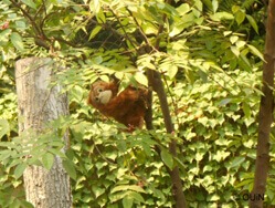 Ein Plüsch-Orang-Utan „sitzt“ in einem Baum.