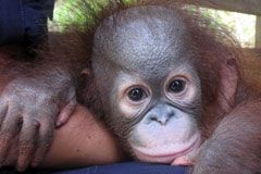 Ein junger Orang-Utan liegt auf dem Schoß einer Pflegerin und schaut in die Kamera.