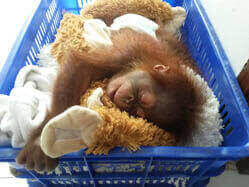 Ein kleiner schlafender Orang-Utan liegt in einem Wäschekorb, der mit Handtüchern ausgepolstert ist.