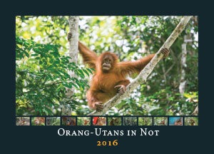 Das Deckblatt des Orang-Utans in Not-Kalenders des Jahres 2016.