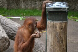 Ein Orang-Utan stochert mit einem Ast nach Nahrung.