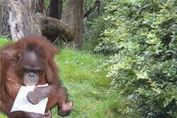 Ein Orang-Utan sitzt auf dem Boden und hält ein Blatt Papier in der Hand.