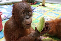 Ein Orang-Utan hält ein Stück Melone in der Hand und schaut sehr überrascht in die Kamera.