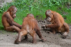 Drei junge Orang-Utans spielen.