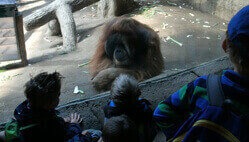 Kinder betrachten einen Orang-Utan im Leipziger Zoo durch eine Glasscheibe.