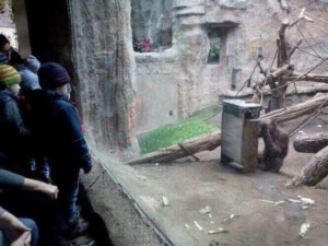Die Kinder schauen in das Orang-Utan-Gehege im Pongoland Leipzig.