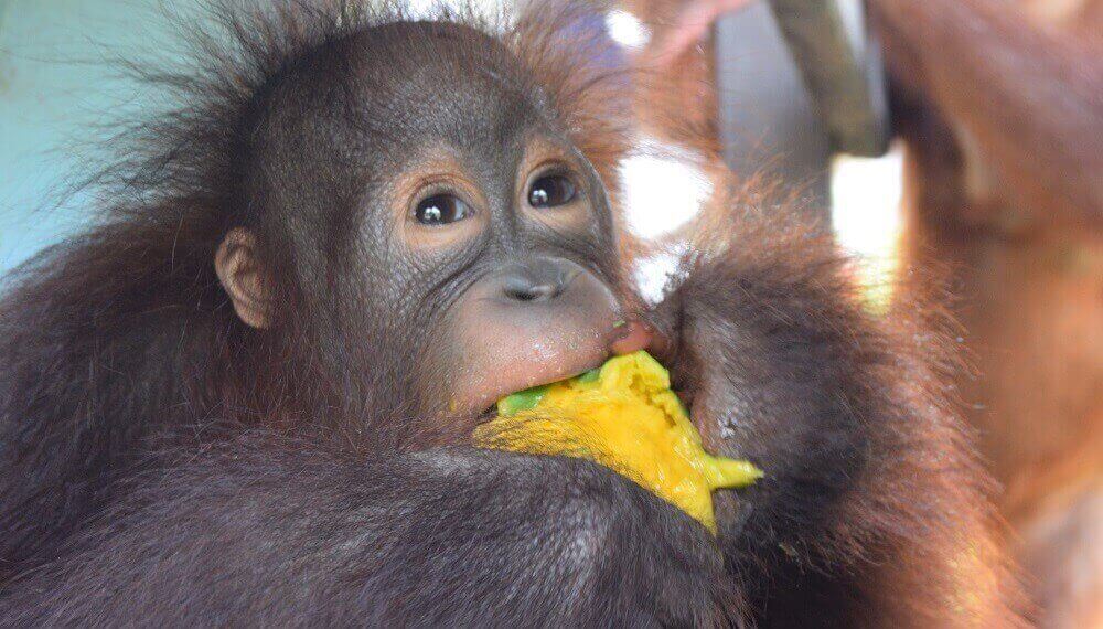 Ein junger Orang-Utan isst genüsslich ein Stück Mango.