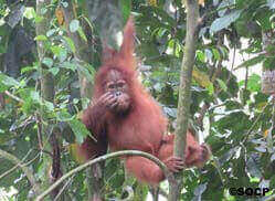 Ein kleiner Orang-Utan hängt an einem Ast. Er hält sich mit einem Arm fest und hat seine andere Hand am Mund.