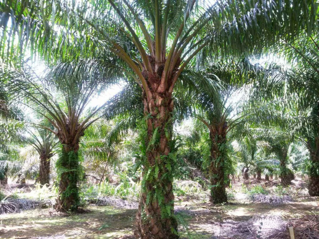 Große Ölpalmen auf einer Plantage.