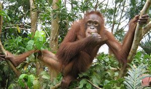 Ein Orang-Utan hält sich an einem Baum fest, er schaut in die Kamera.