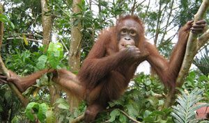 An orangutan holding on to a tree and looking into the camera.