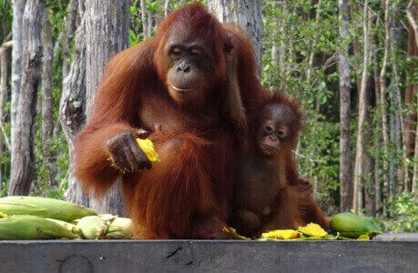 Eine Orang-Utan-Mutter und ihr Junges sitzen auf einer Plattform und essen Mangos.