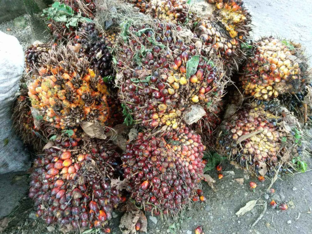 Geerntete Palmölfrüchte liegen auf einem Haufen.