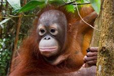 Ein junger Orang-Utan klettert an einem Baum.