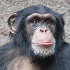 Porträtfoto eines Schimpansen.