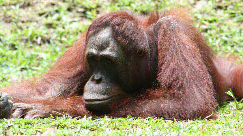 Ein Orang-Utan liegt bäuchlings auf dem Boden und hat seinen Kopf auf den Armen abgelegt.