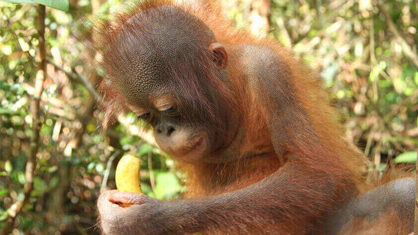 Ein junger Orang-Utan begutachtet konzentriert eine Banane.