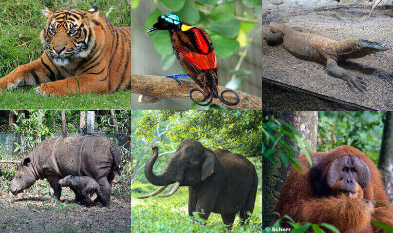 Abgebildet sind sechs Tiere des Regenwaldes: Ein Sumatra Tiger, ein Nashornvogel, ein Komodowaran, ein Sumatra Nashorn, ein Sumatra Elefant und ein Orang-Utan.