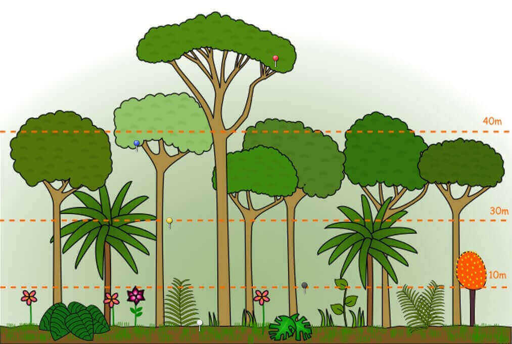 Schaubild des Stockwerkaufbaus des Regenwalds.