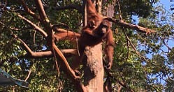 Eine Orang-Utan-Mutter hängt in einem Baum und schaut interessiert zum Betrachter. Das Kind klammert sich an ihren Bauch.