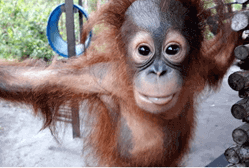 Ein junger Orang-Utan schaut in die Kamera.