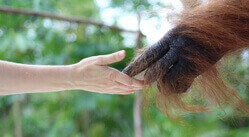 Eine Menschenhand und eine Orang-Utan-Hand berühren sich an den Fingerspitzen.