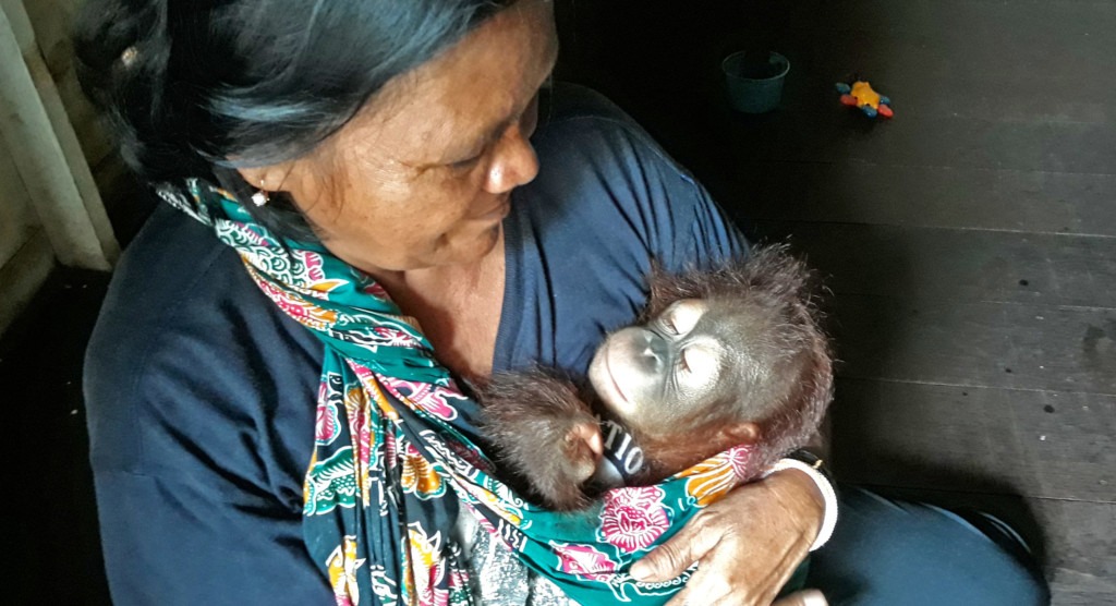 A carer holds a sleeping baby orangutan in her arms.