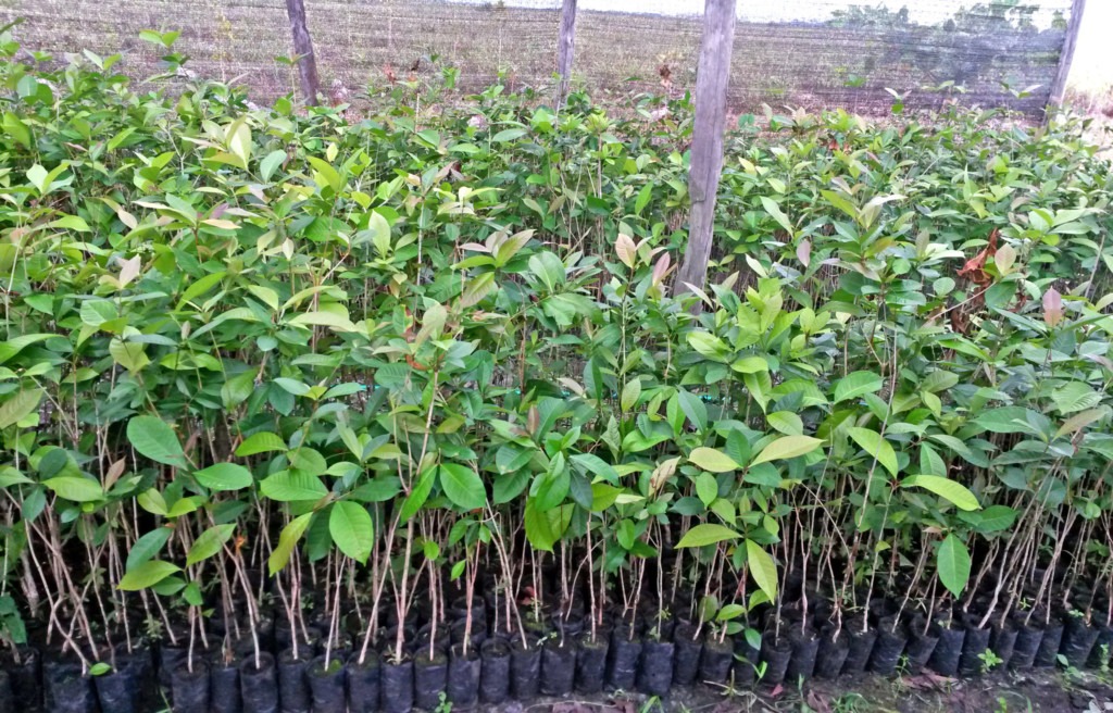 Tree seedlings in the tree nursery