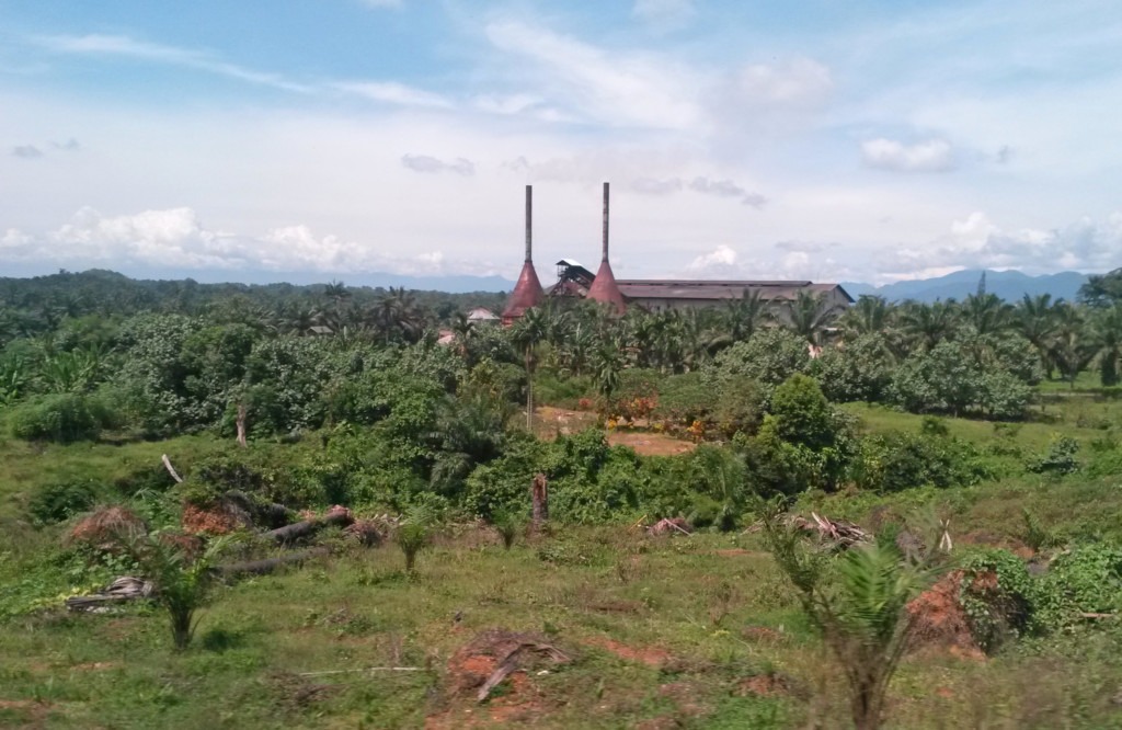An oil mill surrounded by oil palms.