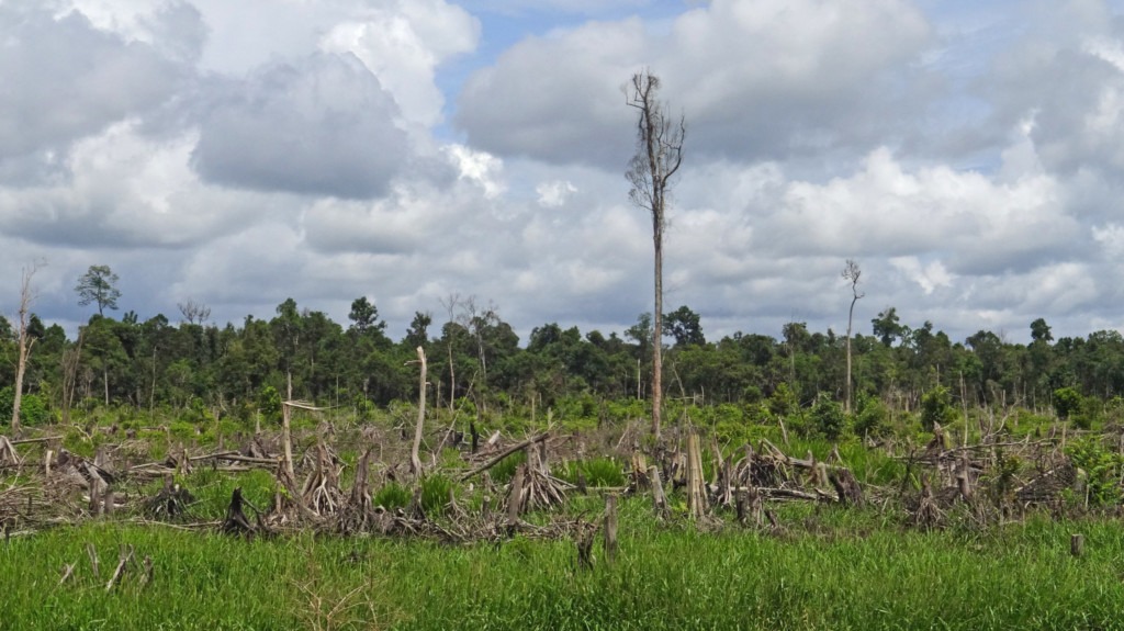 Destroyed rainforest.