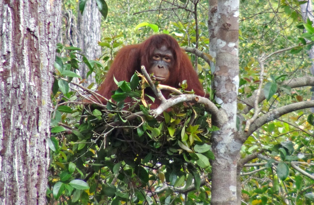 An adult orangutan siting in its sleeping nest high in a tree.