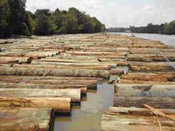 A large number of long logs being floated down a river.