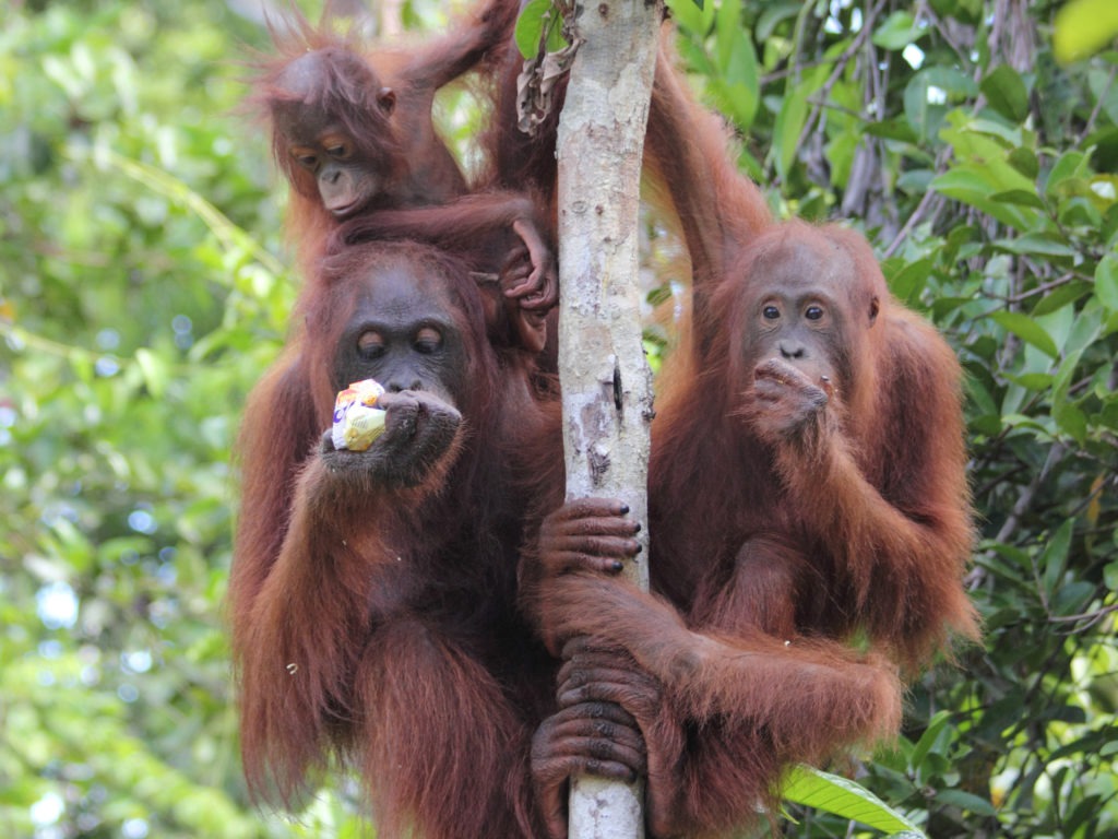 Eine Orang-Utan-Mutter und ihre zwei Kinder hängen gemeinsam an einem Baumstamm und essen Früchte. Das jüngste Kind sitzt auf dem Rücken der Mutter.